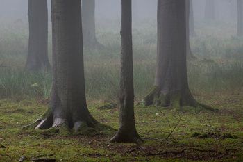 Éléphant dans une forêt à Rouen